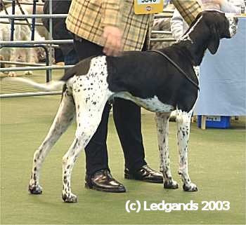 Limit Dog